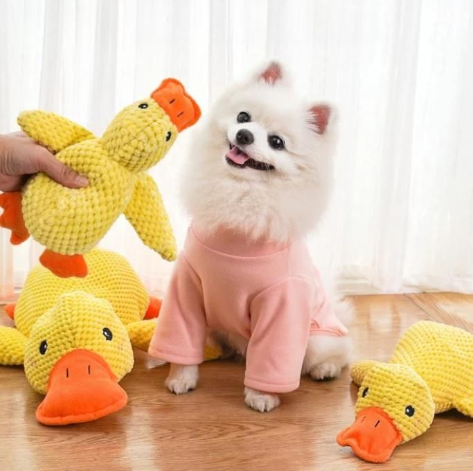 White dog in a pink outfit standing next to yellow duck-shaped toys on a wooden floor.