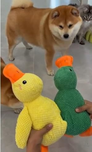 Two knitted duck toys, one yellow and one green, held by a person with a dog in the background.