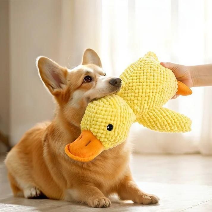 Dog playing with a yellow duck toy held by a hand