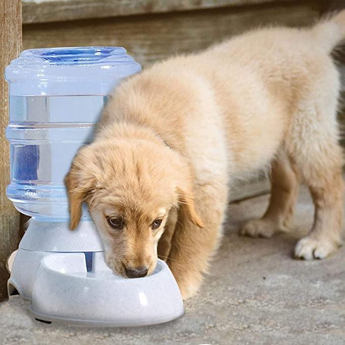 Puppy drinking water from a pet water fountain on a concrete surface.